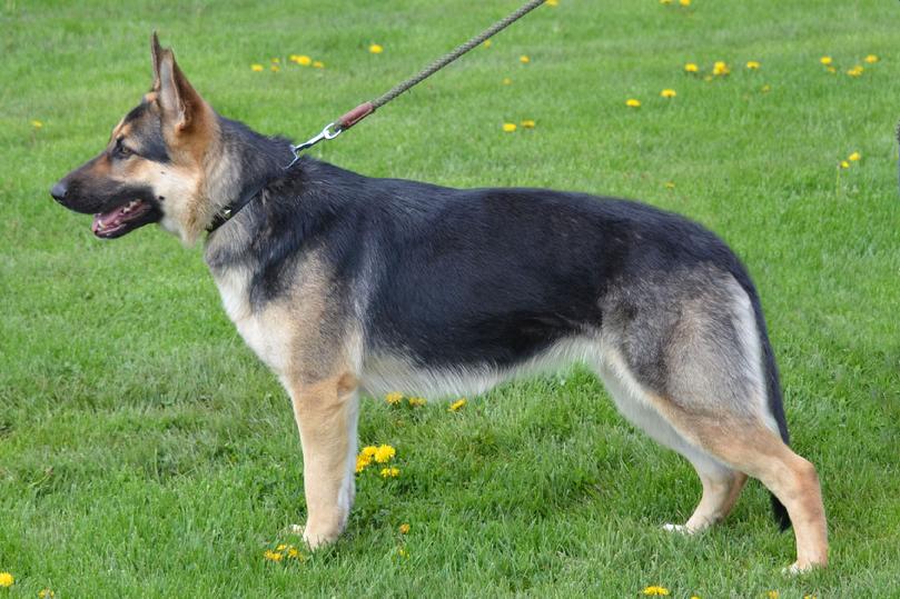 German Shepherd puppies for sale at Cher Car Kennels