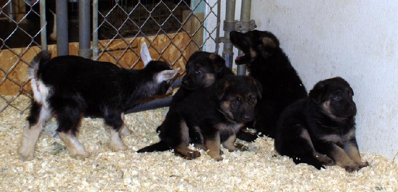 German Shepherd puppies with baby goat at Cher Car Kennels