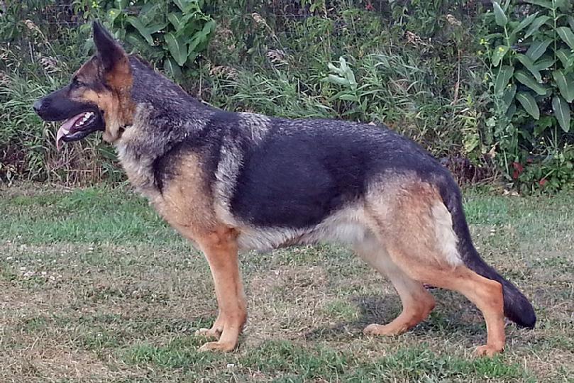 German Shepherd "Stella" at Cher Car Kennels