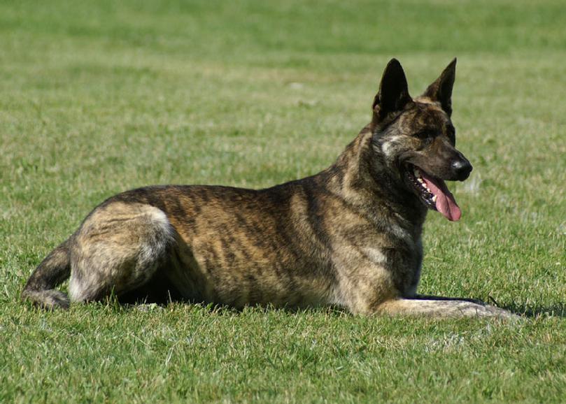 Dutch Shepherd puppies for sale at Cher Car Kennels